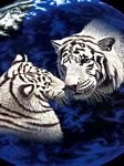 pic for White Tigers